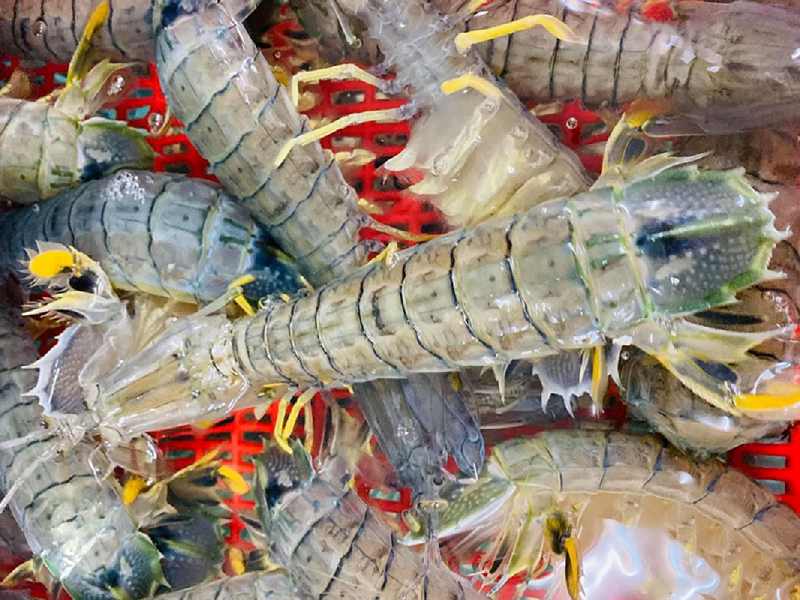 Bề Bề (Tôm Tít): Đặc Điểm, Giá Trị Dinh Dưỡng, Cách Sơ Chế Và Các Món Ăn Ngon