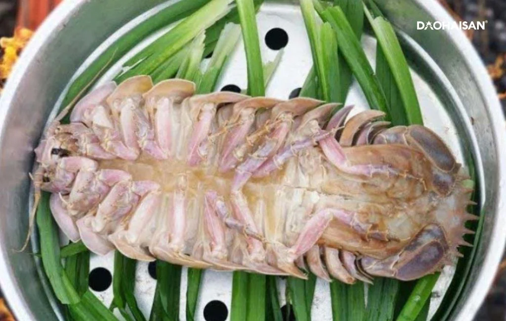 Bọ Biển Có Lợi Ích Gì? Khám Phá Những Giá Trị Dinh Dưỡng Tuyệt Vời