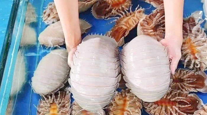 Cách Bảo Quản Bọ Biển Đúng Cách Để Giữ Độ Tươi Ngon