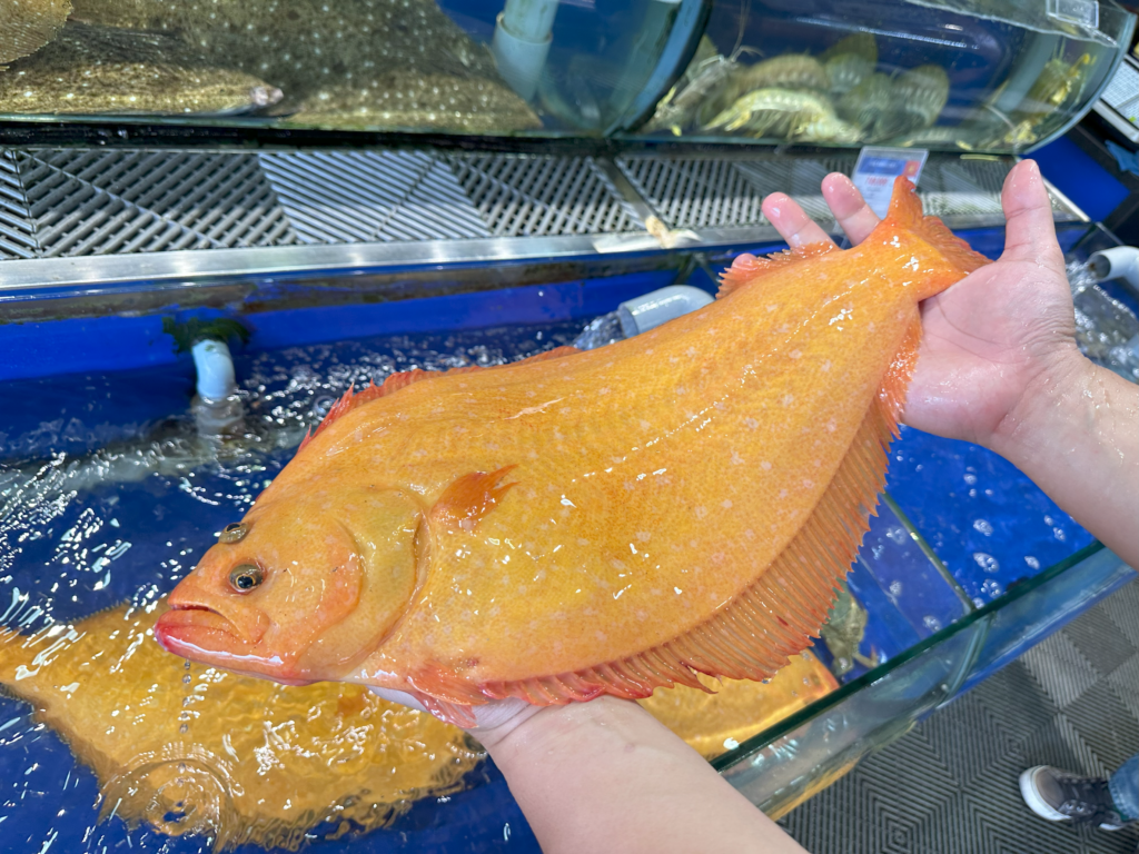 Cá Bơn vàng Hàn Quốc tươi sống