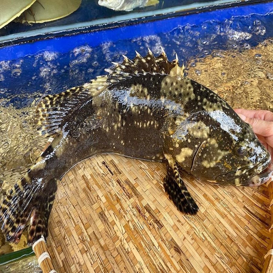 Cá mú tươi sống ngon
