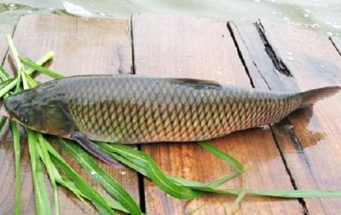 Cá trắm đen tốt cho thận
