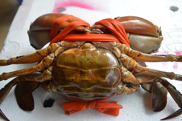 Cách chọn cua gạch son Cà Mau