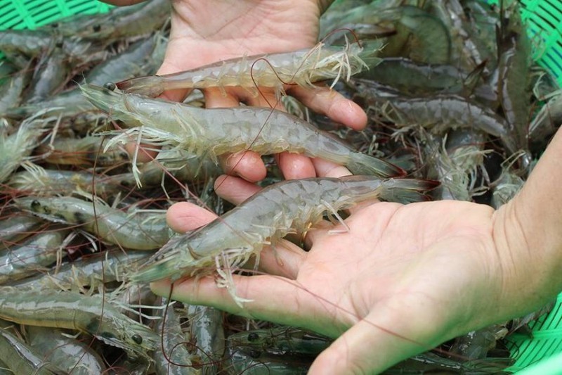 Nhận biết tôm tươi ngon