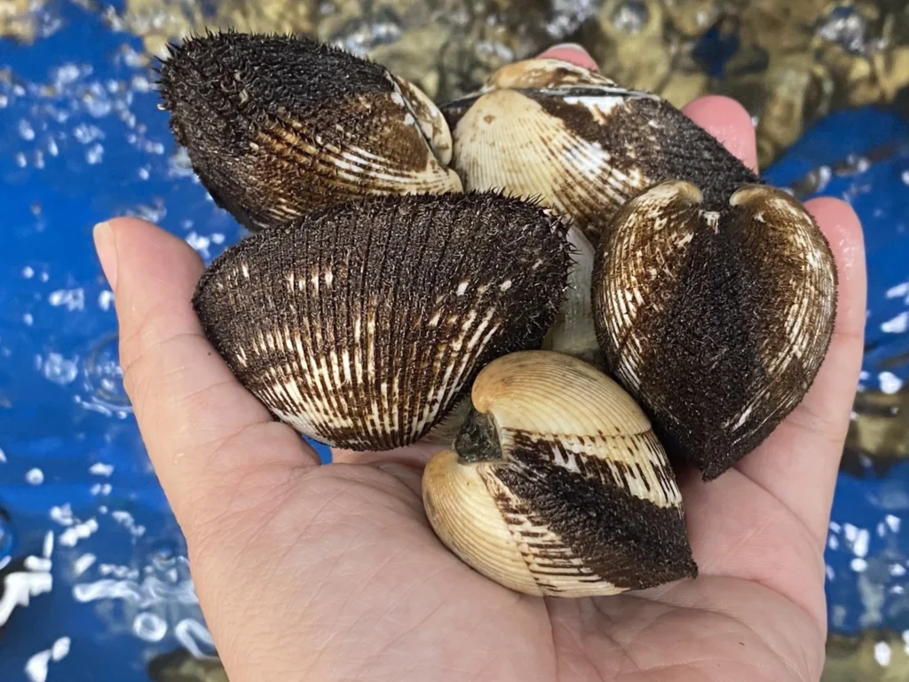 Sò lông có chứa nhiều Kali