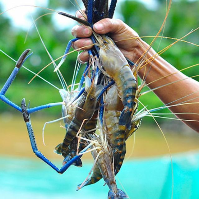Tôm càng xanh tươi sống