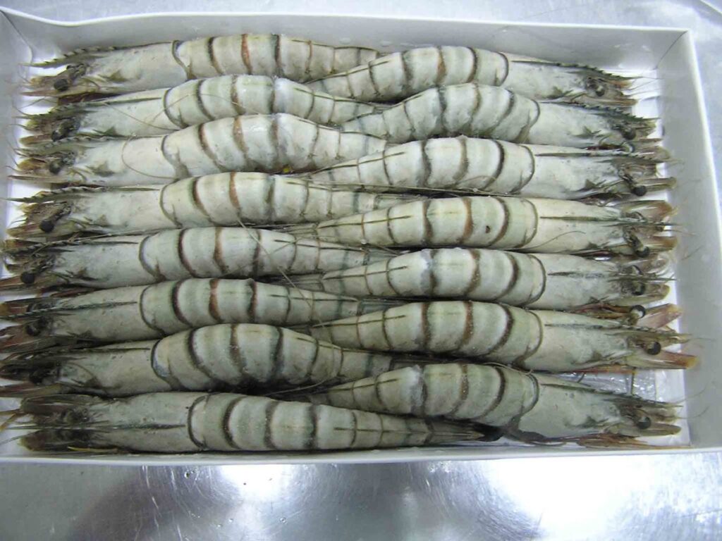 Tôm sú đông lạnh