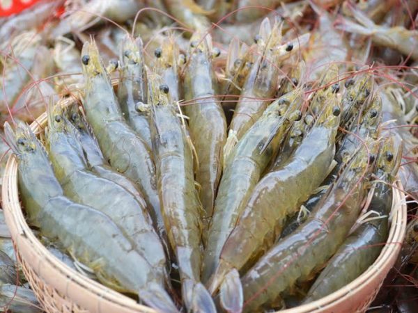Tôm thẻ chân trắng tươi sống