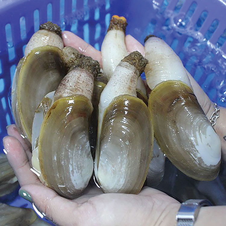 Tất Tần Tật Về Tu Hài (Ốc Vòi Voi): Đặc Điểm, Giá Trị Dinh Dưỡng Và Cách Chế Biến