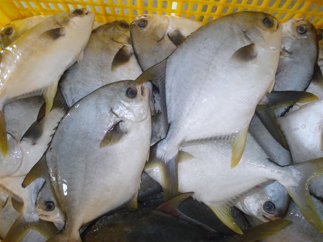 Cá chim biển giá bao nhiêu
