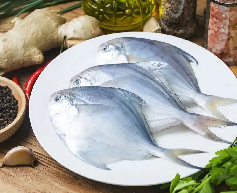 Cá chim biển loại nào ngon nhất