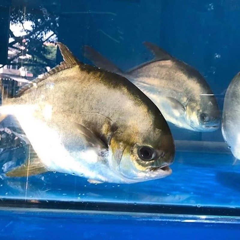 Cá chim biển loại nào ngon
