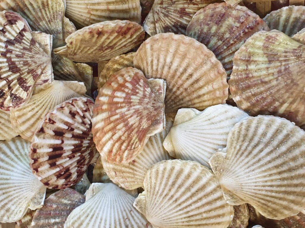 Chọn mua sò điệp tươi sống