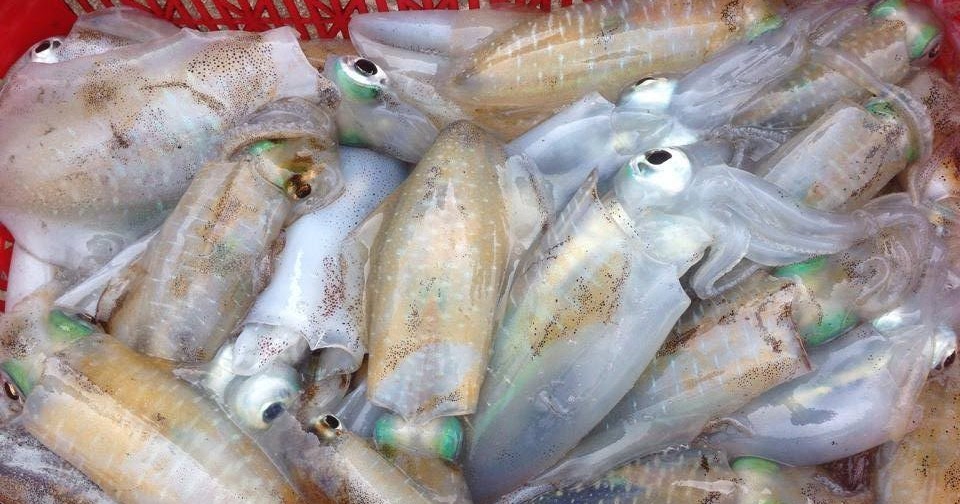 Mực lá có nhiều sắt tốt cho cơ thể