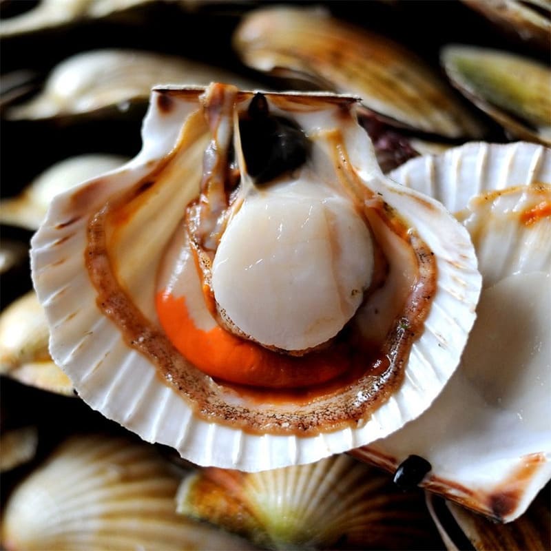 Sò điệp làm món gì ngon