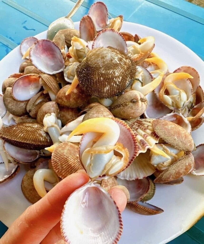 Sò dương hấp sả