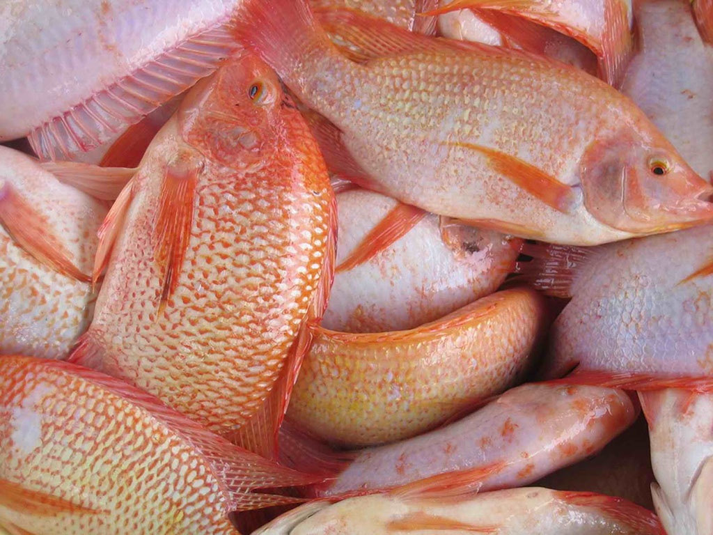100g Cá Diêu Hồng Bao Nhiêu Calo? Lợi Ích Sức Khỏe Và Những Điều Cần Biết