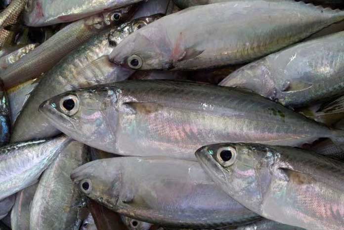 Dinh dưỡng cá bạc má